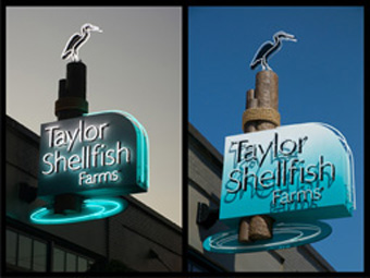 Innovation-Taylor_Shellfish