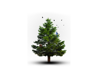 Noventri_Reforestation