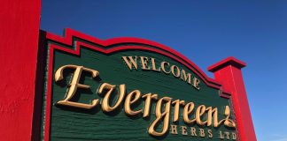 mayfair signs evergreen herbs hdu